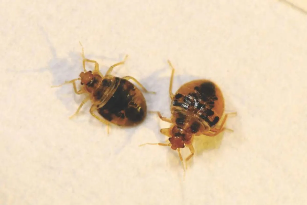 Close-up of two bed bugs on a light surface showing their brown oval-shaped bodies and six legs.