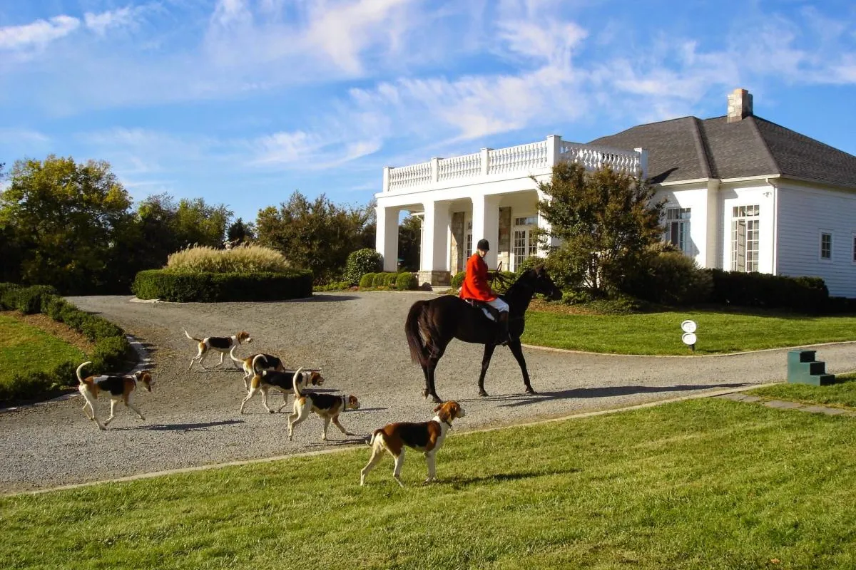 a person riding a horse with many dogs around him