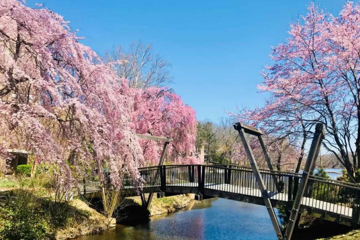 a bridge over a river with pink trees on either side of it