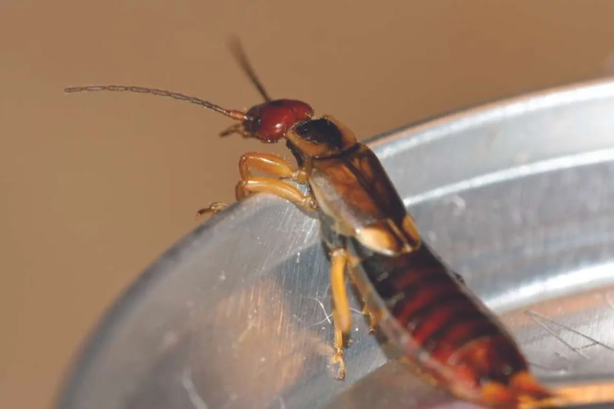 Close-up of an earwig perched on the edge of a metallic surface with detailed body and antennae visible.