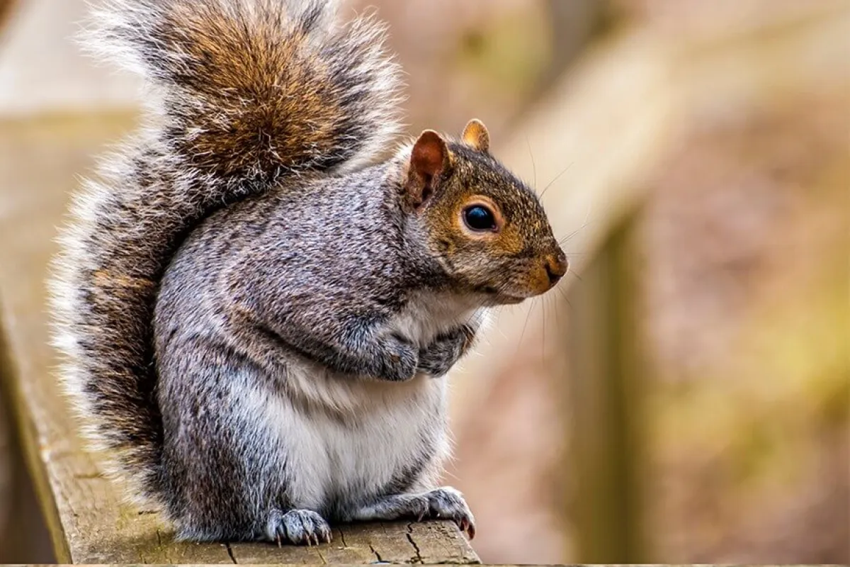 a squirrel sitting on a wood surface