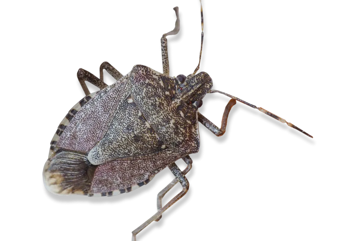 a close-up of a stink bug