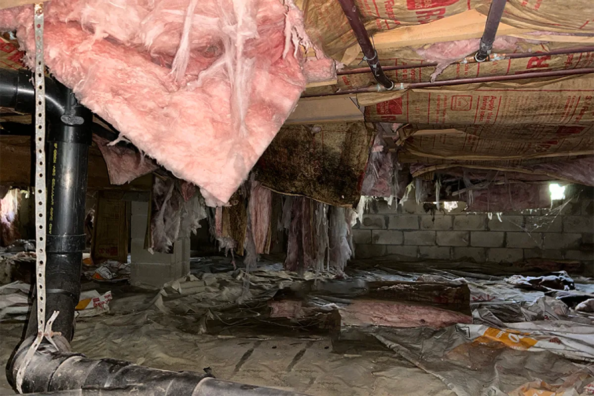 Damaged pink fiberglass insulation hanging from crawl space ceiling with black plumbing pipes and plastic vapor barrier.
