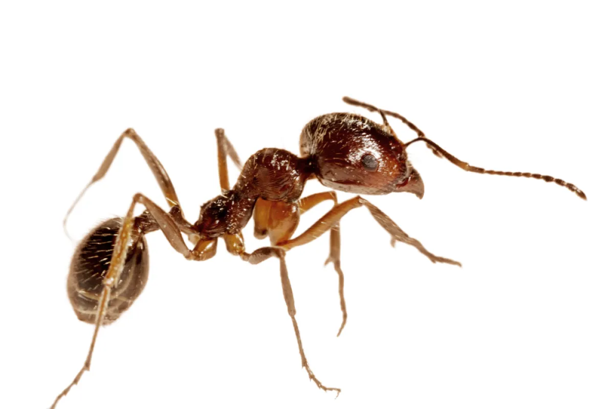 a close up of an ant