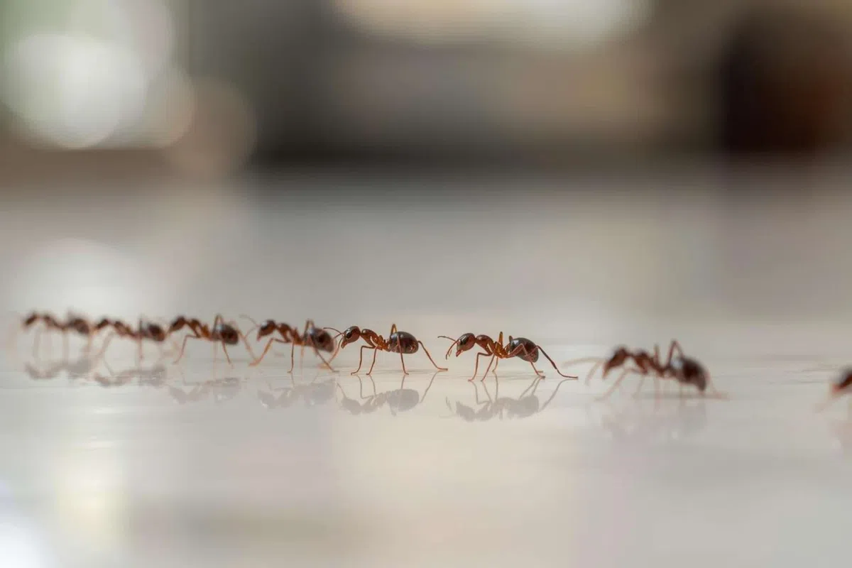 pest control Summerville, SC