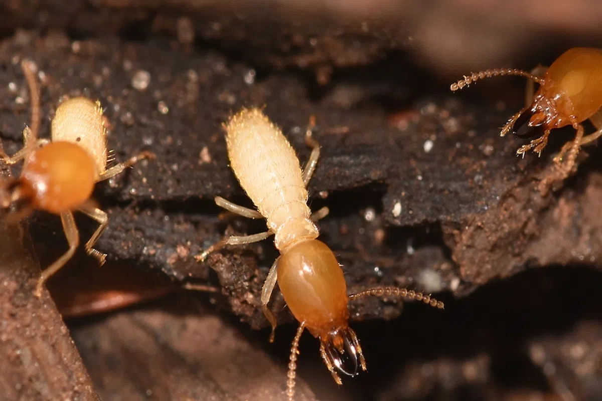 Close-up of a Formosan termite in Greenville, SC