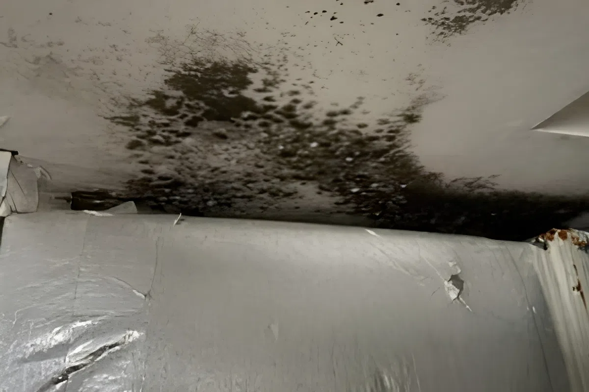 Black mold growth on a white ceiling with peeling paint and water damage in a corner of a room.