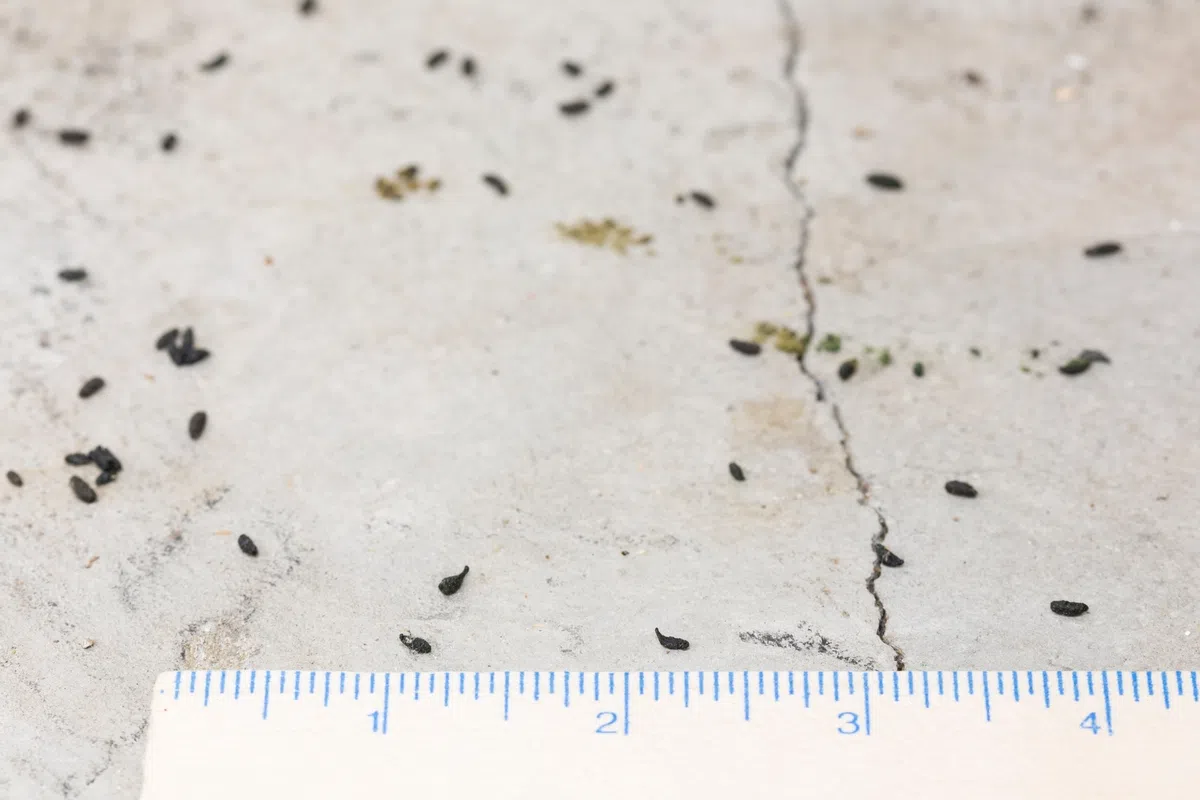 Small black insect droppings scattered on light surface near a measuring ruler showing scale.