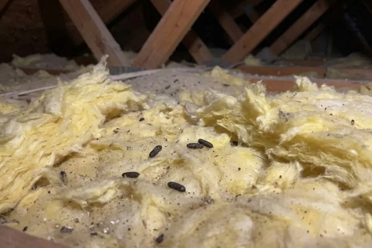 Close-up of attic insulation with visible rodent droppings indicating pest infestation risk.