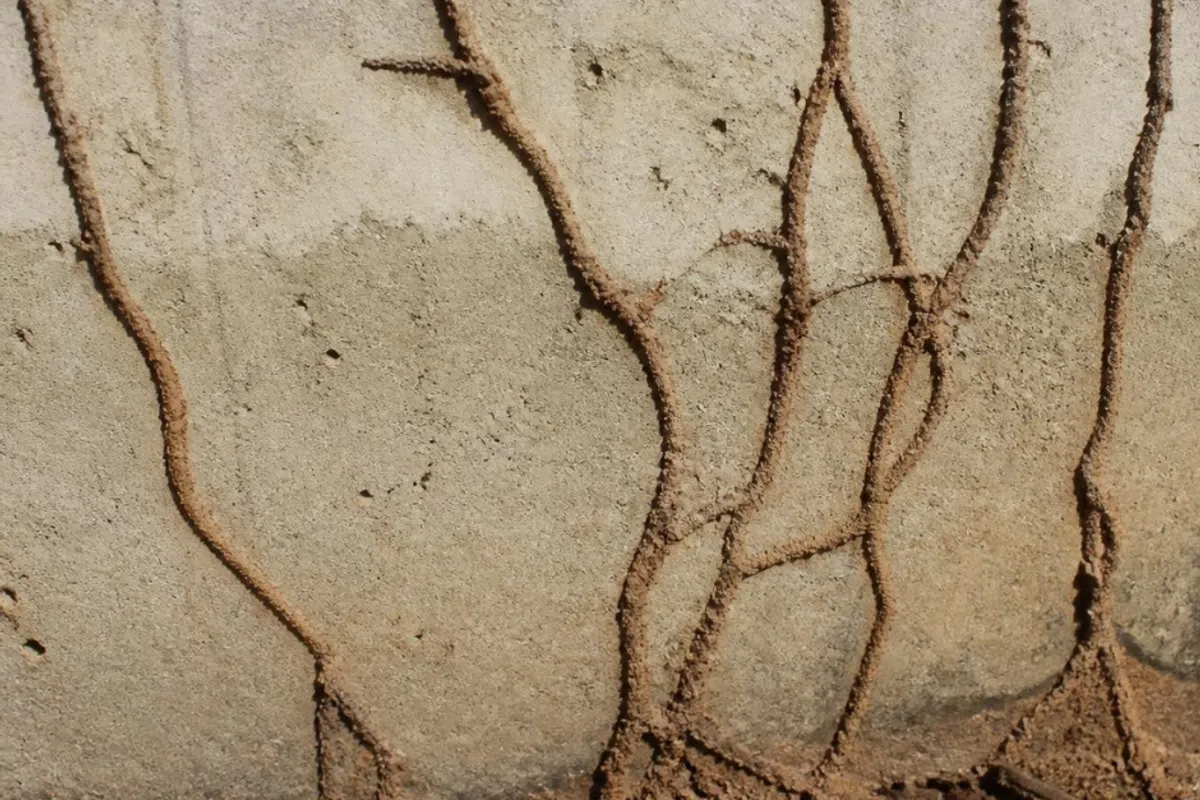 Close-up of termite mud tubes on a home foundation in Greenville, SC