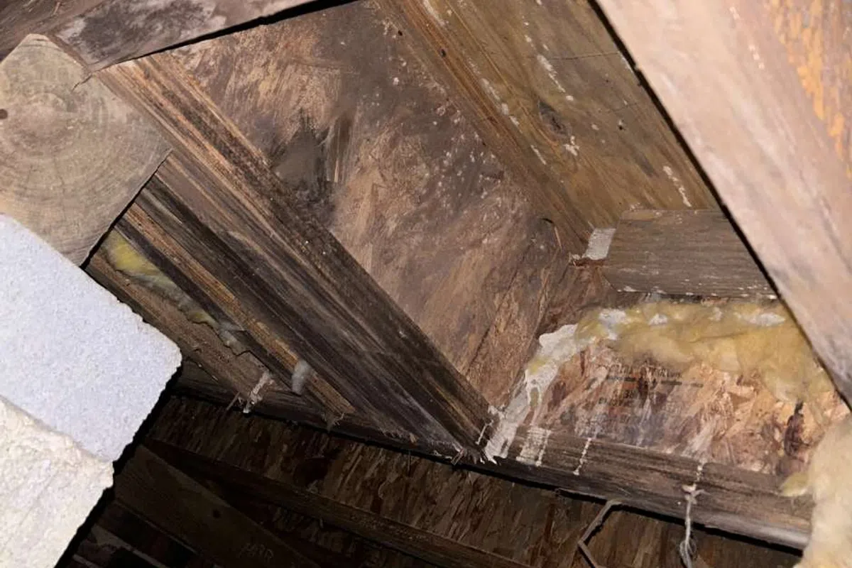 Close-up of attic wooden beams and insulation with signs of moisture damage and discoloration on wood surfaces.