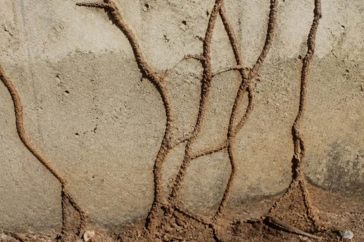 Close-up of a concrete wall with termite tunnels and dirt pathways visible on the surface.