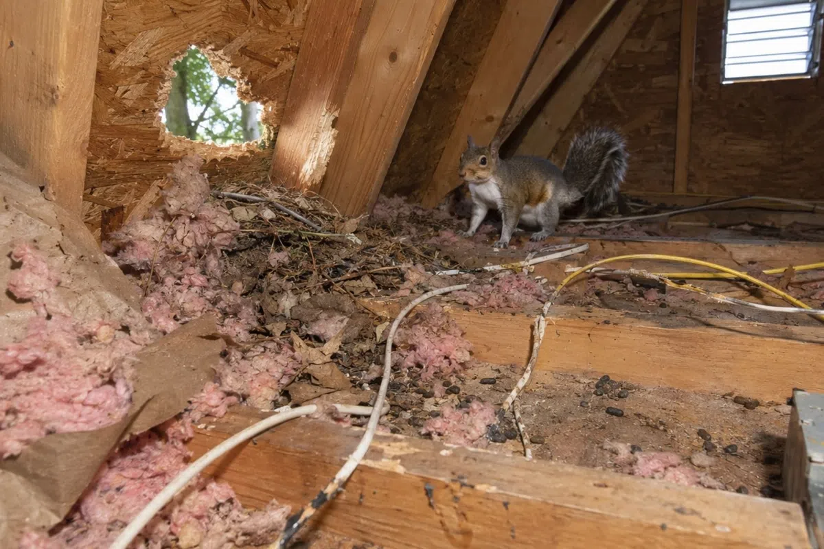Squirrel inside an attic with exposed wooden beams, pink insulation, and scattered debris near a small hole.