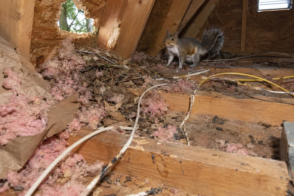 Squirrel in a wooden attic surrounded by insulation, wiring, and debris from animal damage.