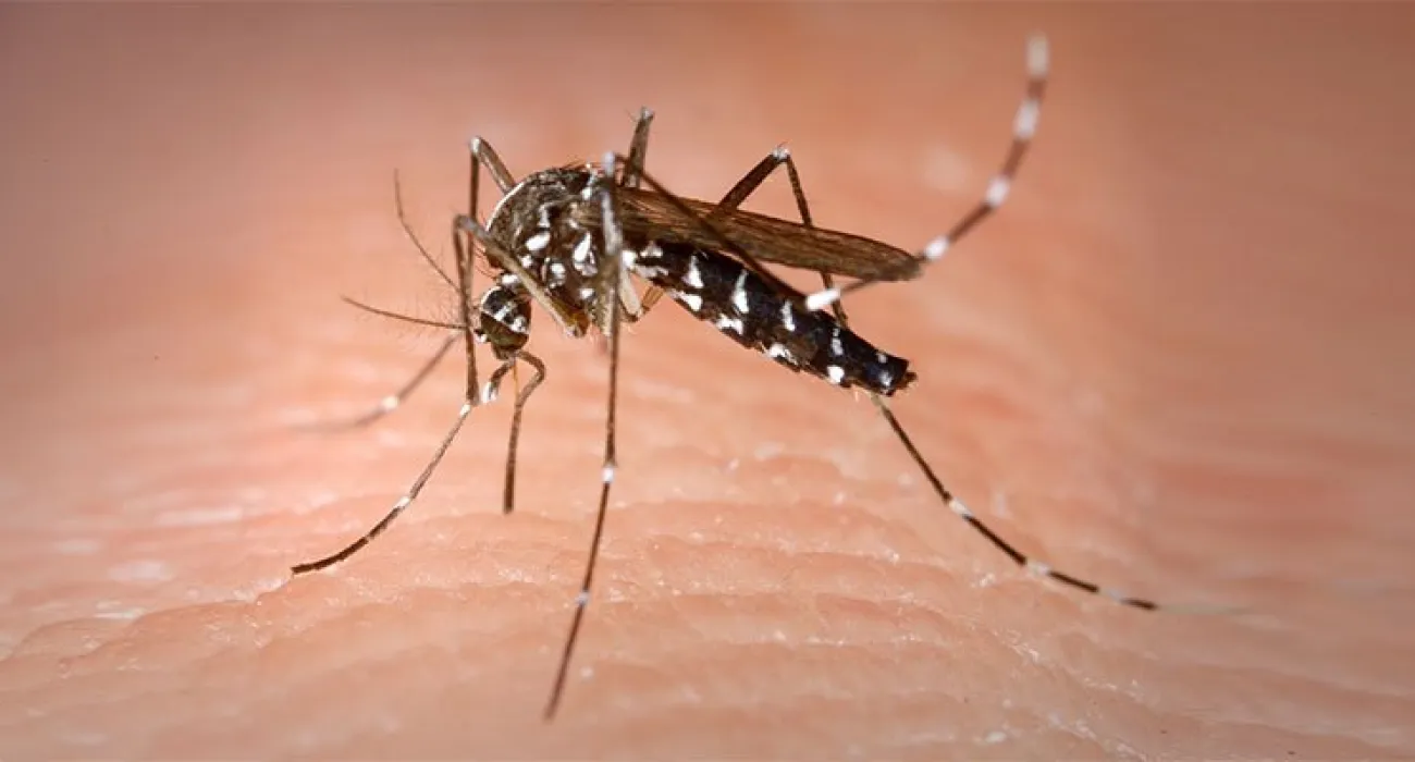 What’s the financial impact of a mosquito bite?  