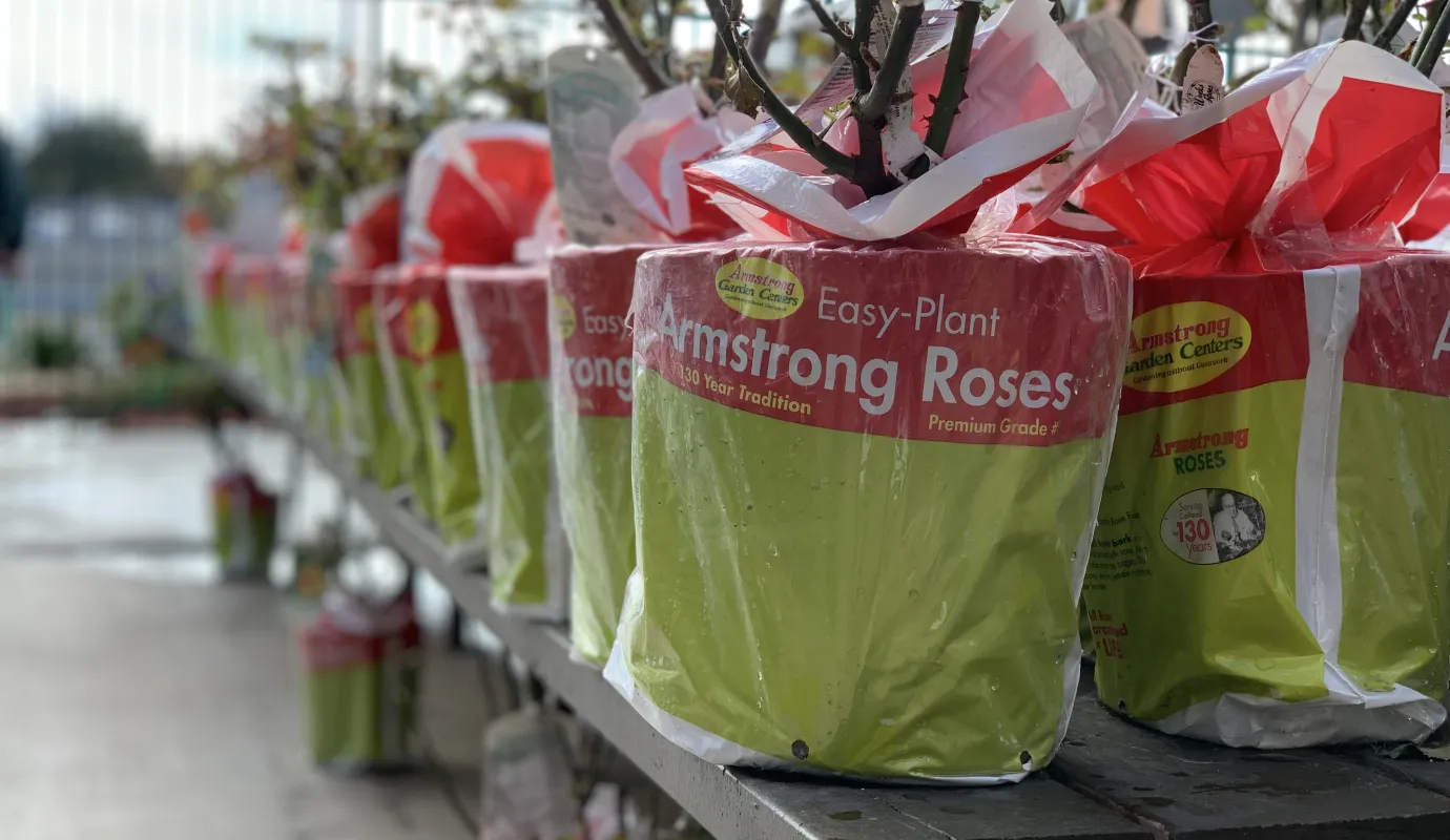 Rose Care Calendar Armstrong Garden Centers