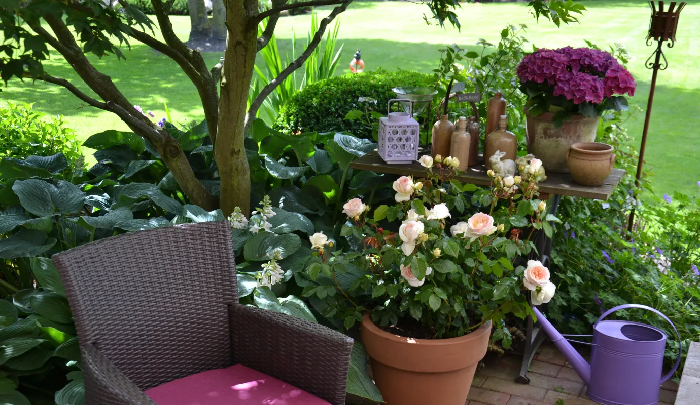 Rose Care Calendar Armstrong Garden Centers