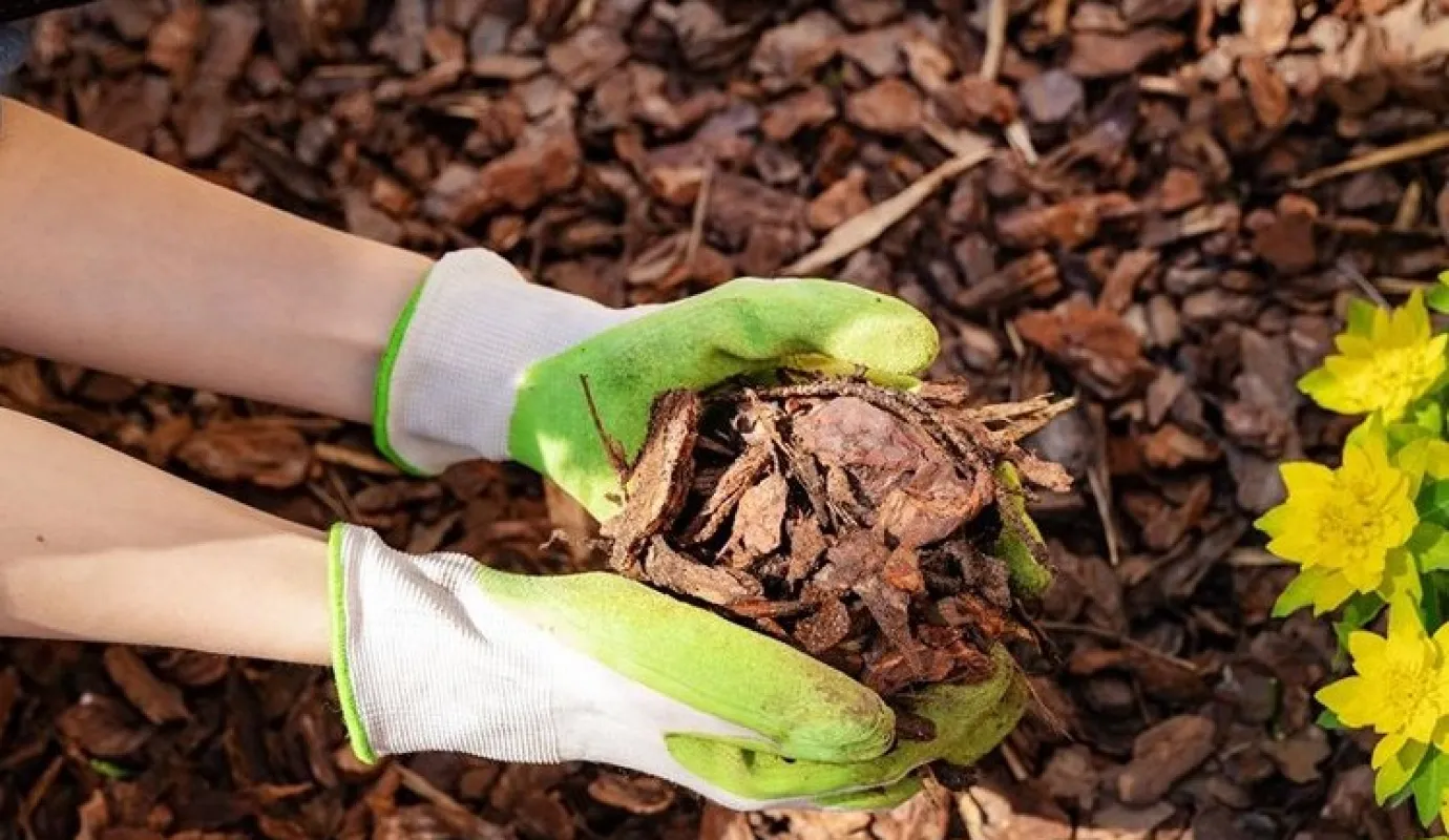 Fall Planting Guide Pike Nurseries