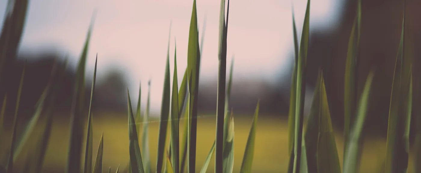 Close-up of green grass blades with a blurred natural landscape background in soft light