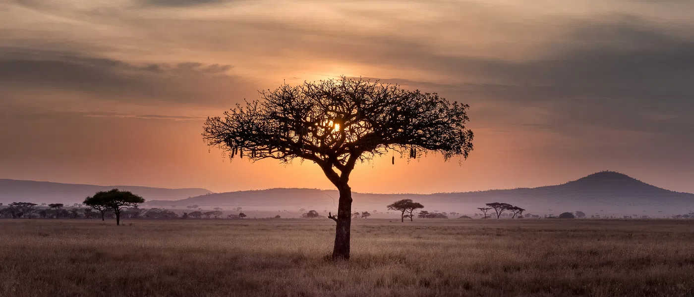 Sunset behind a lone acacia tree on the African savanna with distant hills and scattered trees.