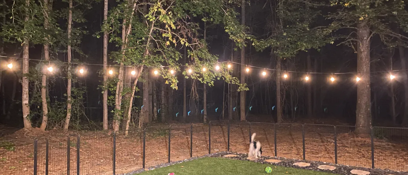a dog sitting in a yard with lights from trees