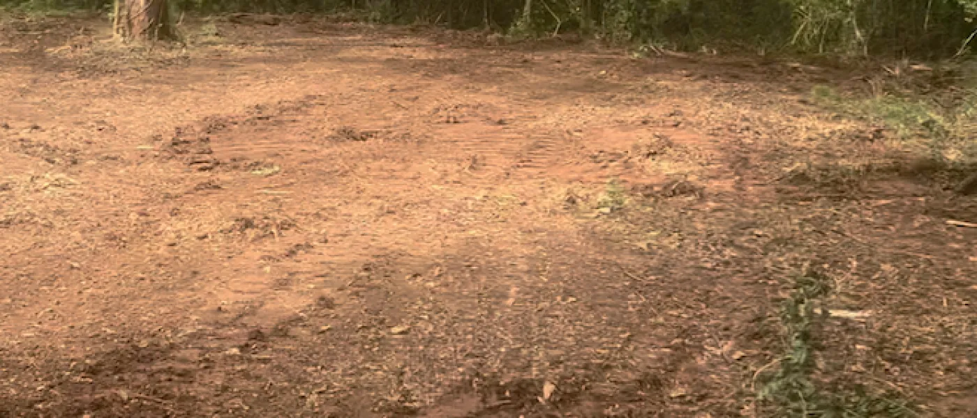 a dirt road in the woods
