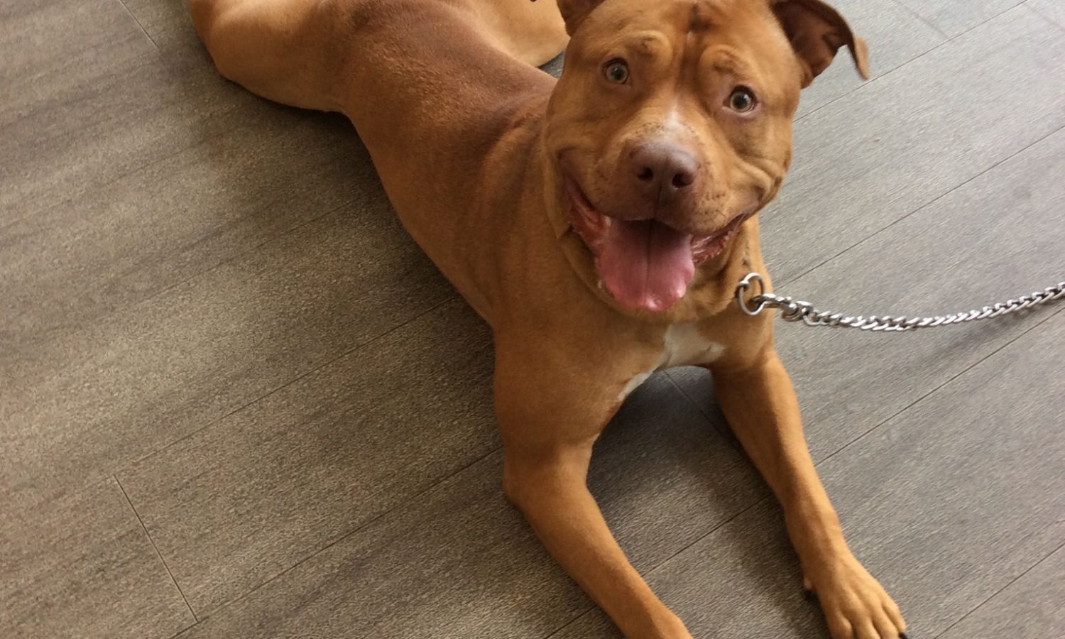 Animal Hospital In Murabella Parkway St Augustine, FL Forever Vets