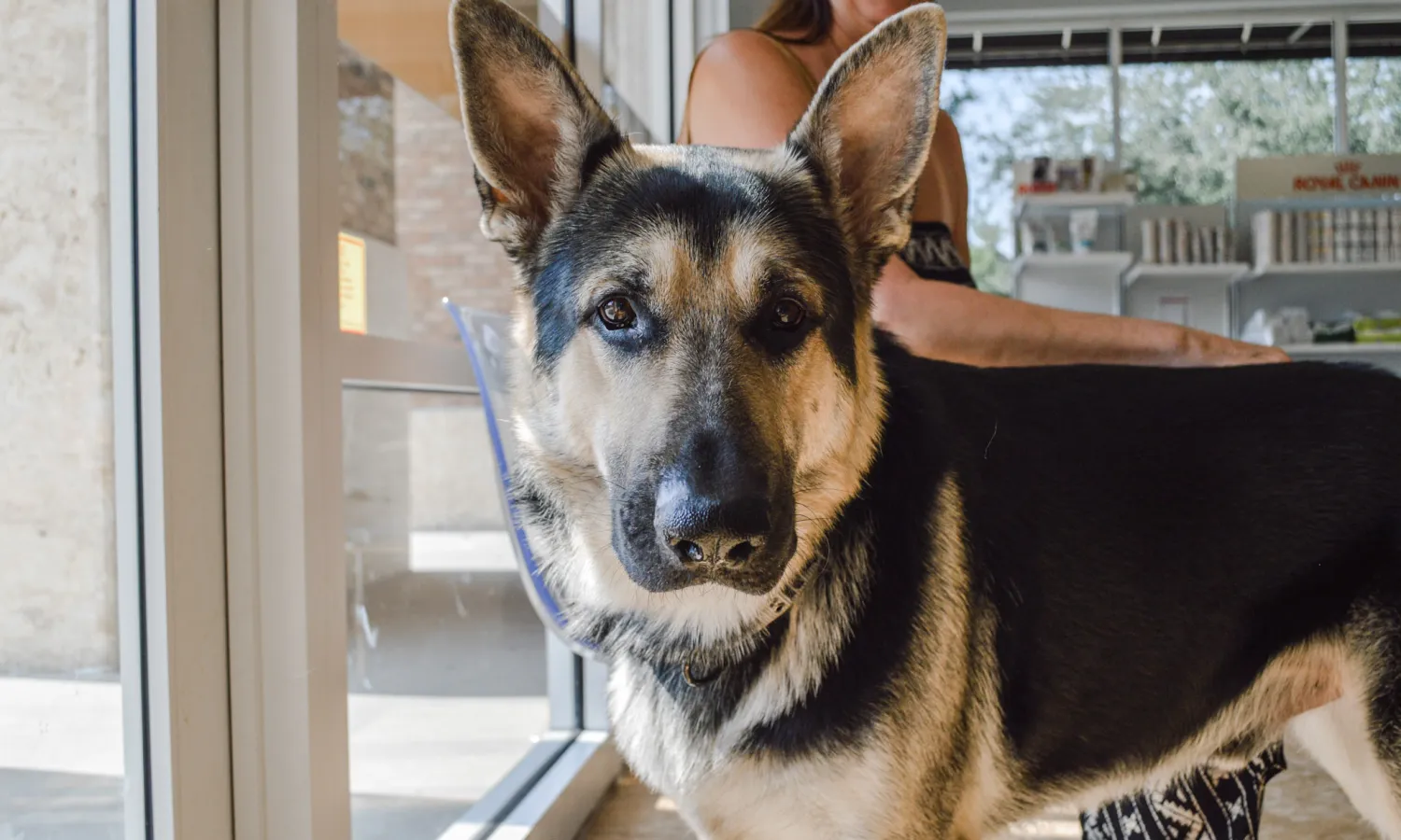 Preventative Care Jacksonville FL Forever Vets