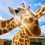 Close-up of a giraffe's face with long necks and blue sky in the background at a zoo or park