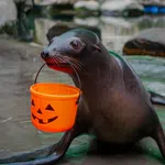Sea lion holding an orange Halloween pumpkin bucket in its mouth on wet rocky ground.