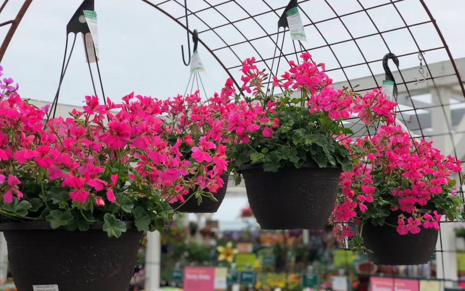 Garden Annuals & Perennials Armstrong Garden Centers