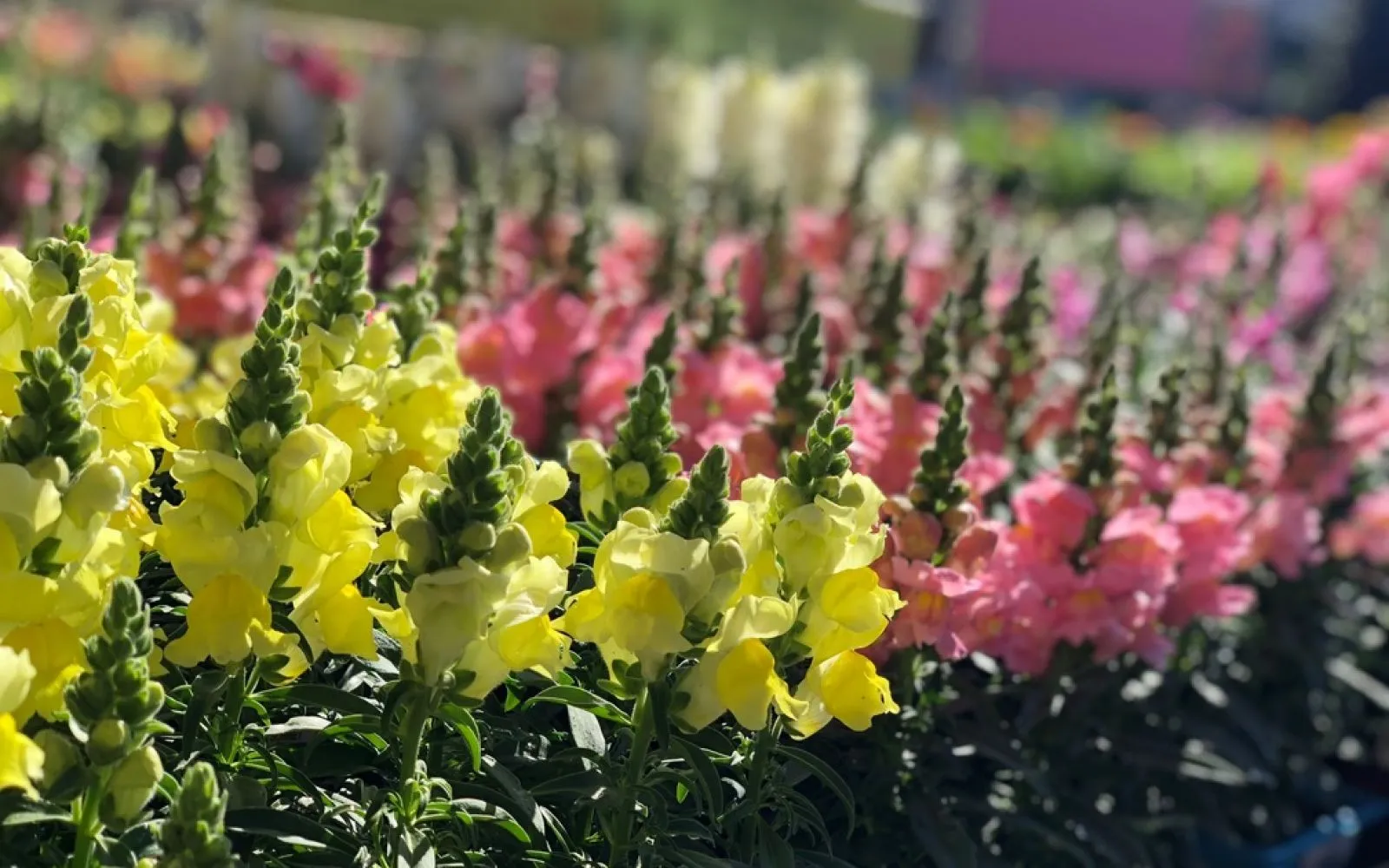 Garden Annuals & Perennials Armstrong Garden Centers