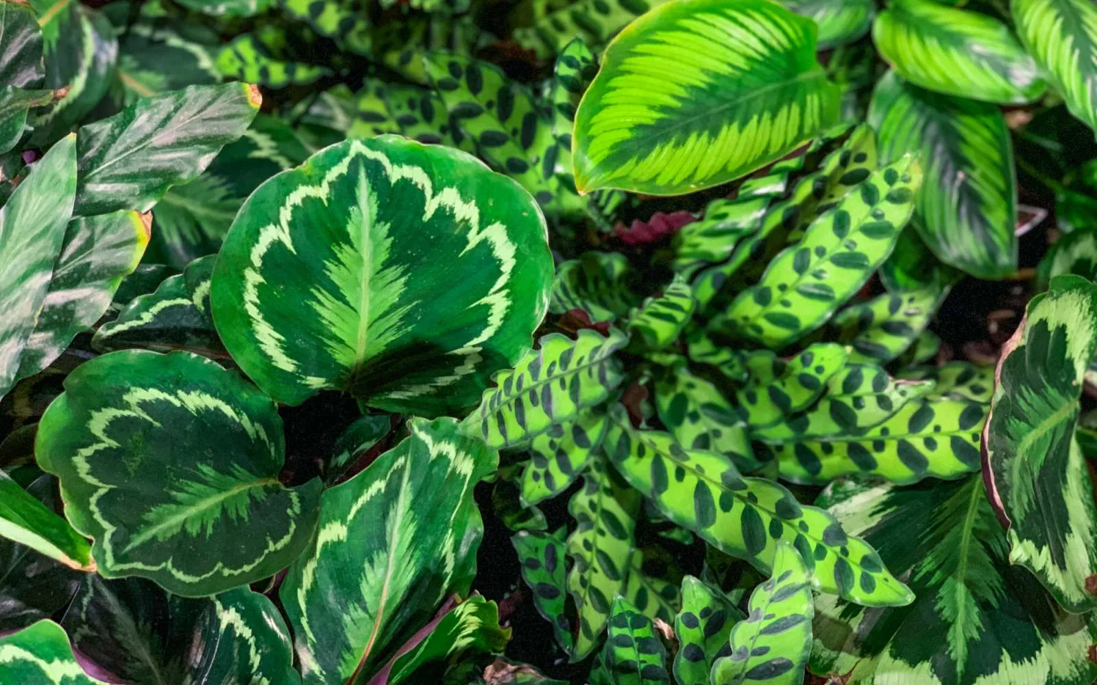 House Plants | Armstrong Garden Centers