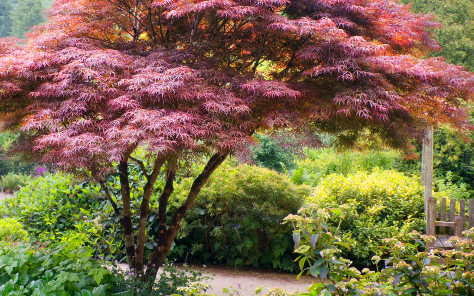 Trees & Shrubs for Fall Color | Armstrong Garden Centers