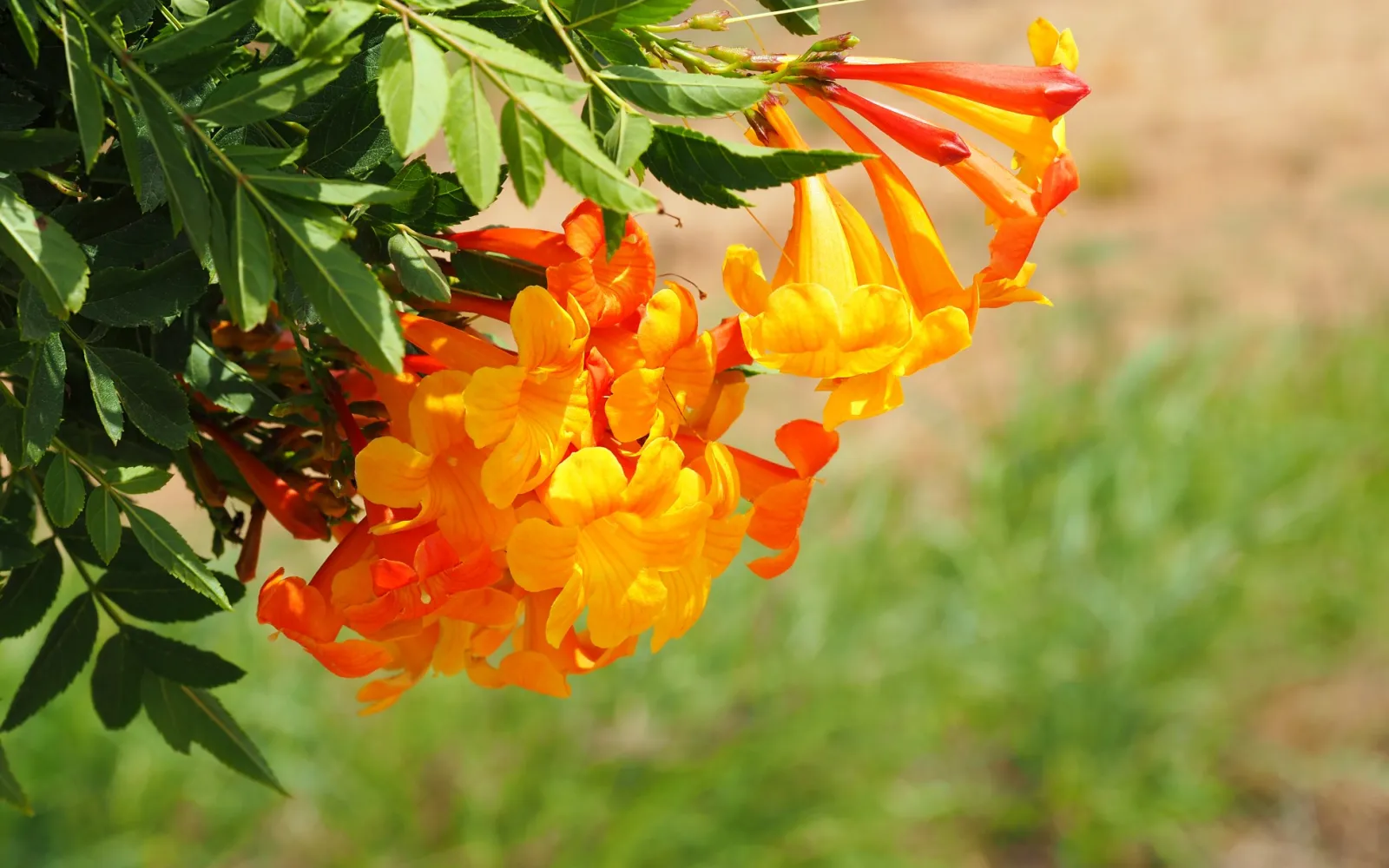 Attracting Pollinators Armstrong Garden Centers