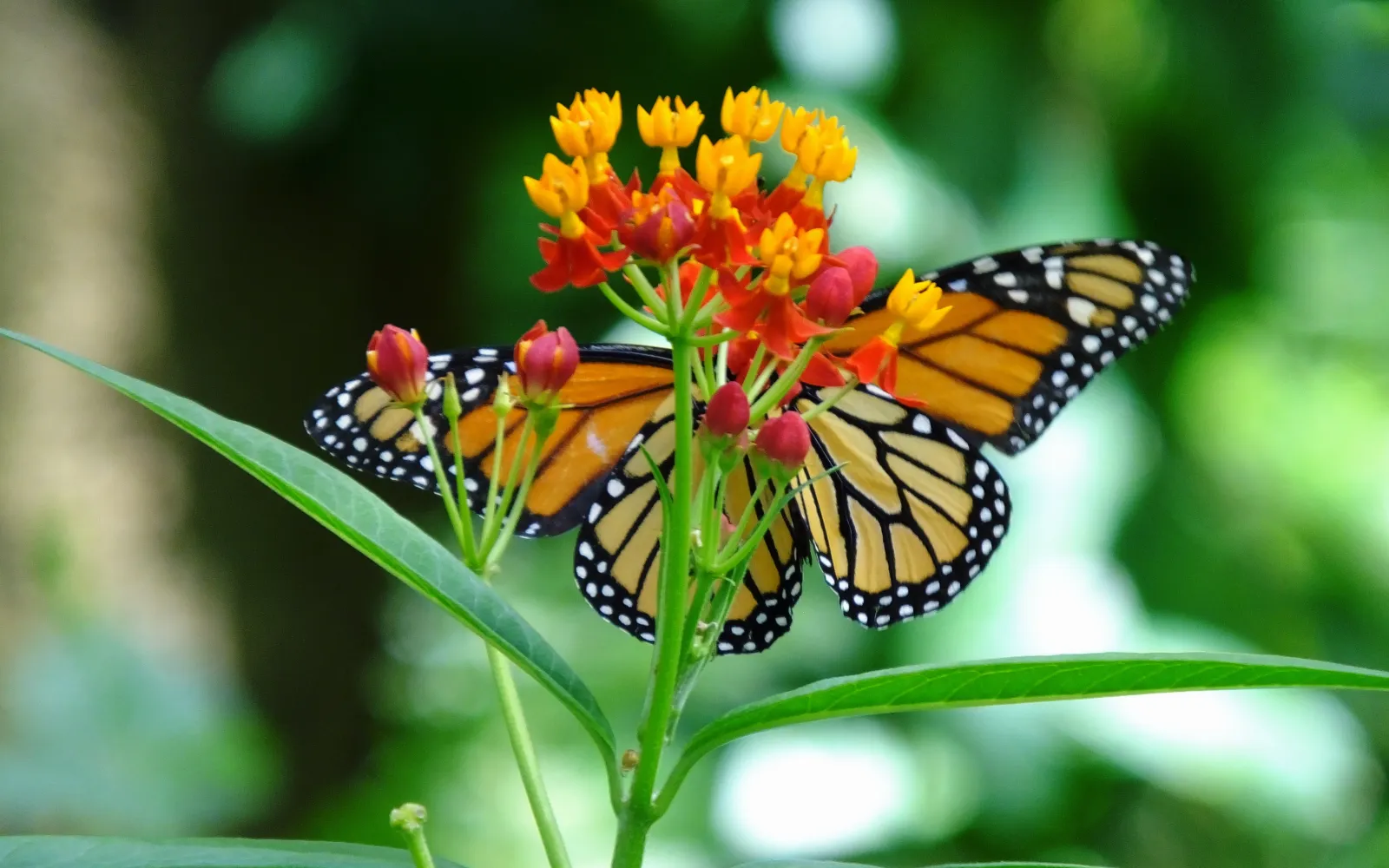 Trees and Shrubs for a Butterfly Garden | Armstrong Garden Centers