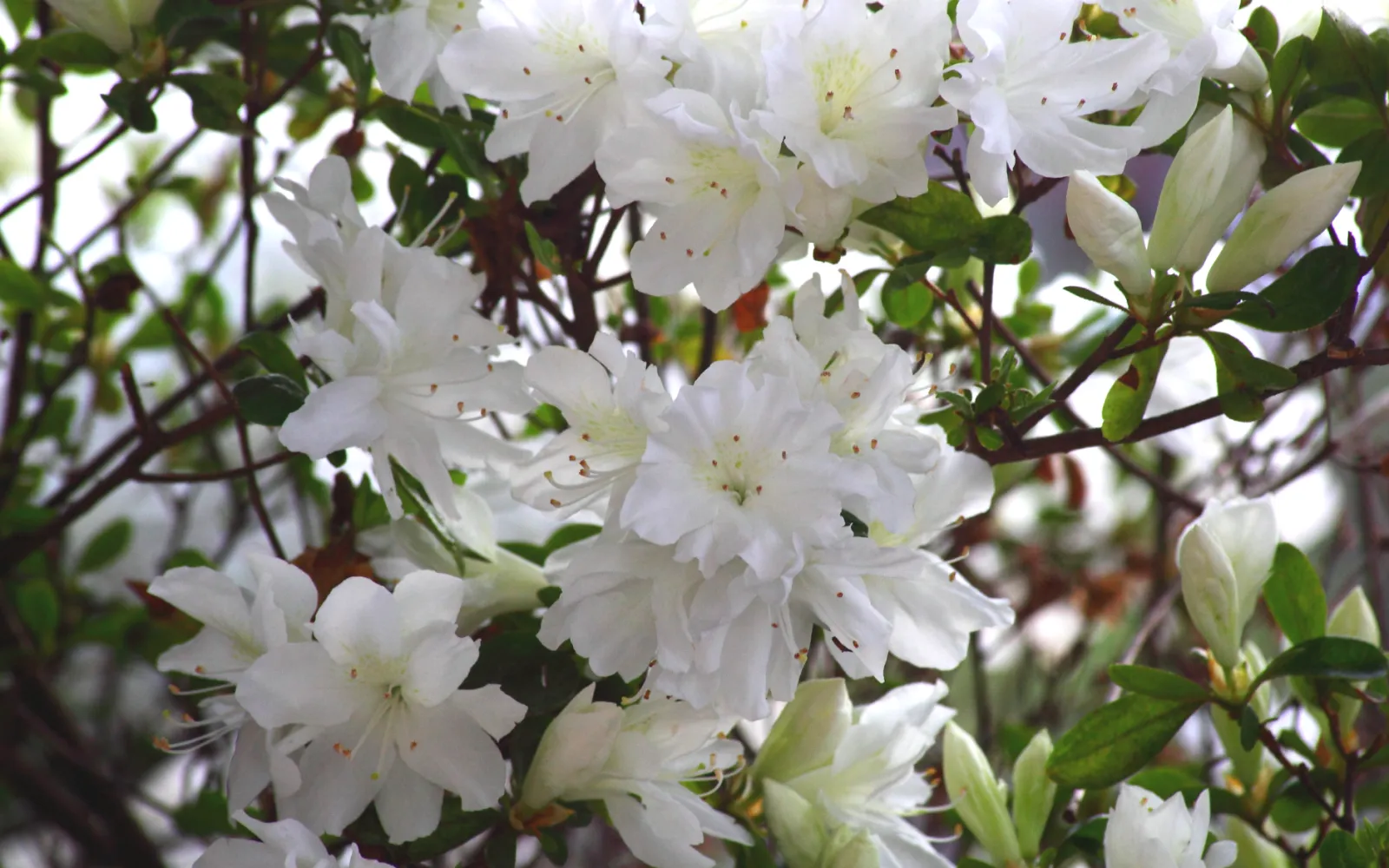 Trees & Shrubs for a Moon Garden | Armstrong Garden Centers