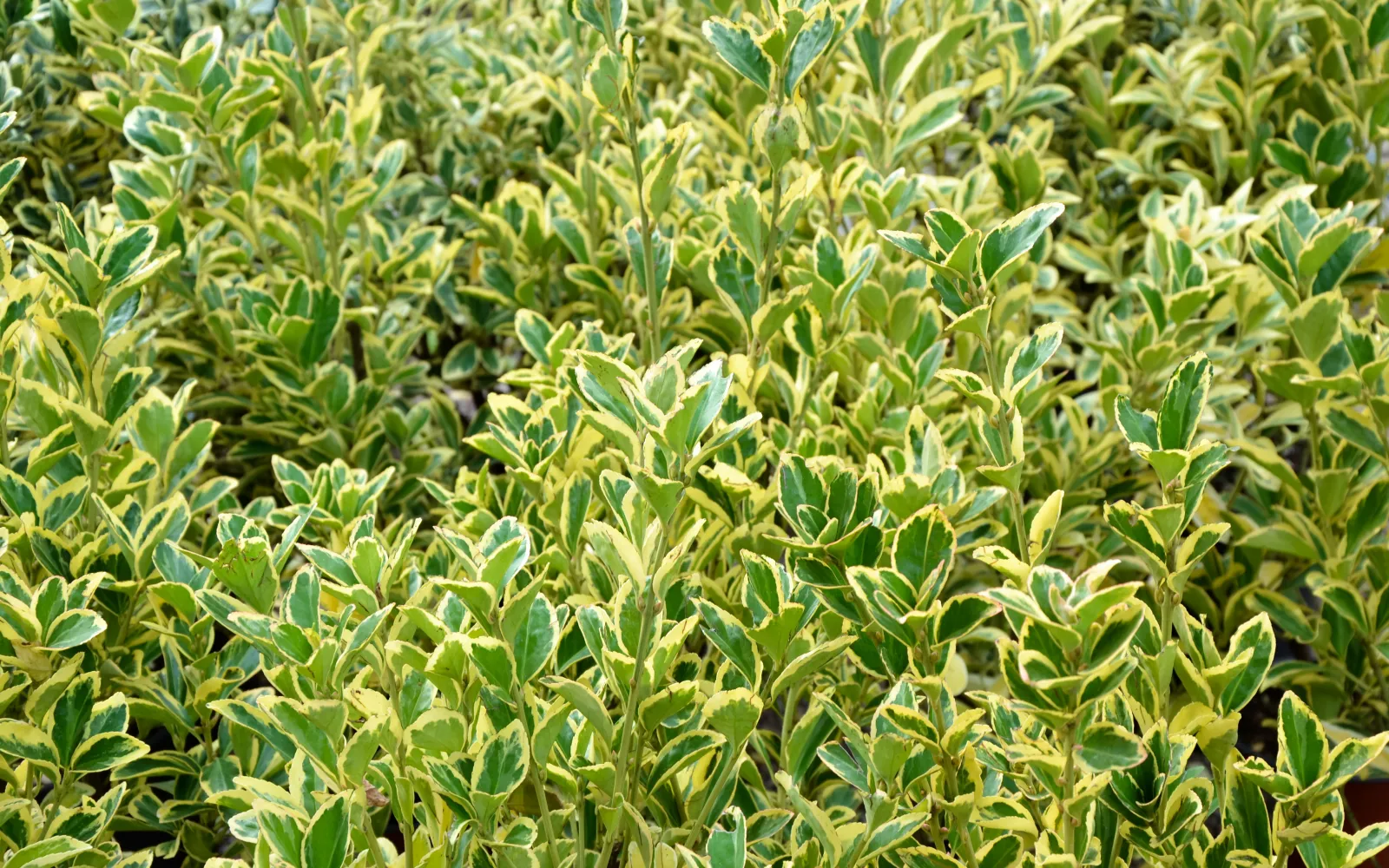 Foundation Shrubs | Armstrong Garden Centers