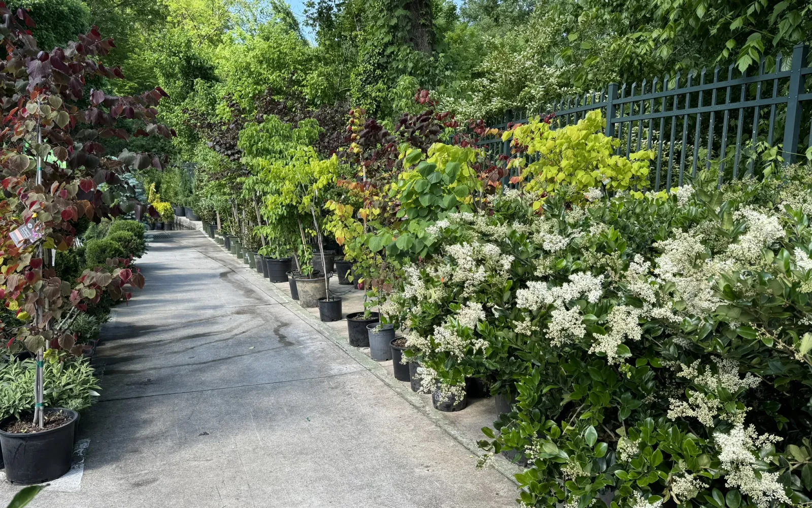 Pike Nurseries Garden Center & Landscape Design Buckhead, Atlanta, GA