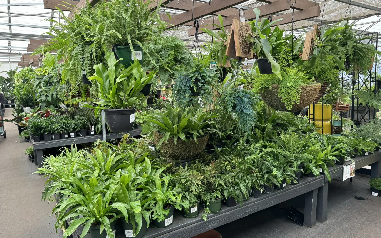 Pike Nurseries Garden Center & Landscape Design Toco Hills, Atlanta, GA