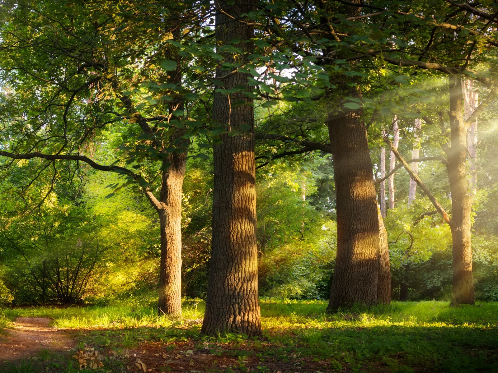 Sunlight filters through tall trees in a green forest with a dirt path winding through the foliage.
