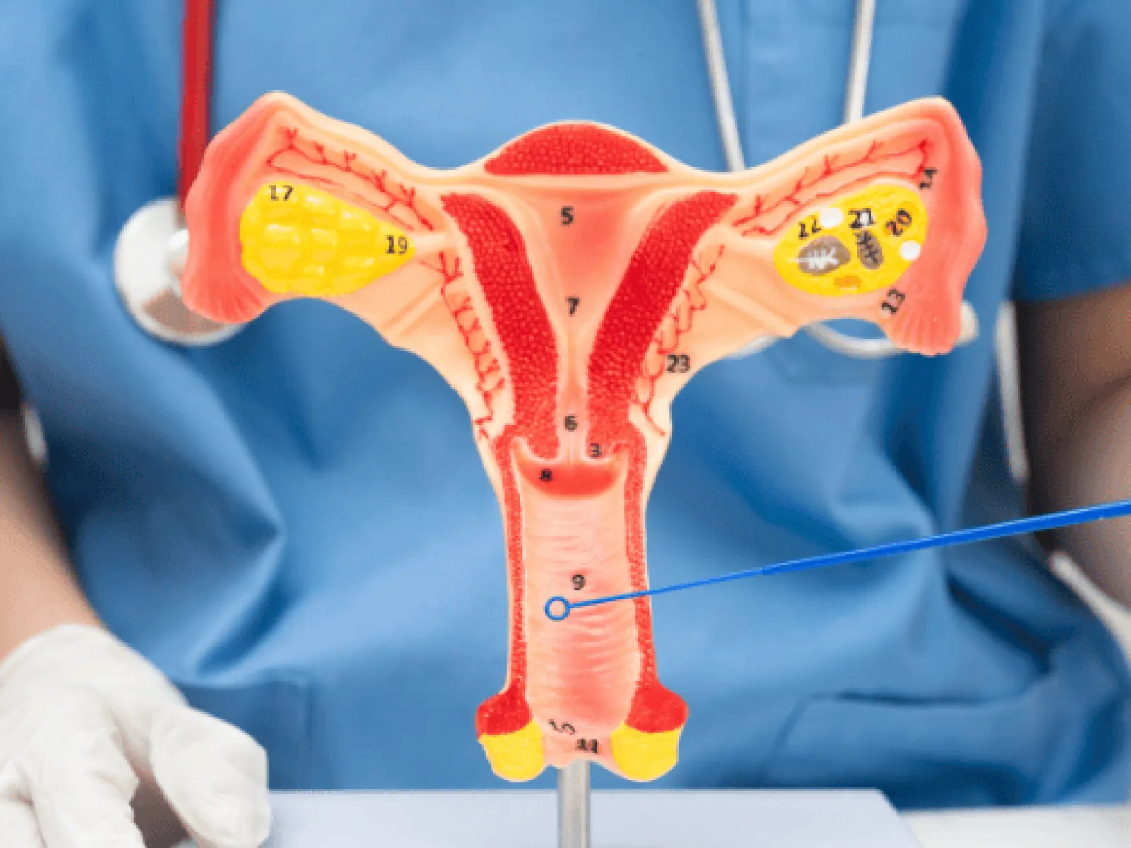 Anatomical model of female reproductive system with ovaries and fallopian tubes in medical setting