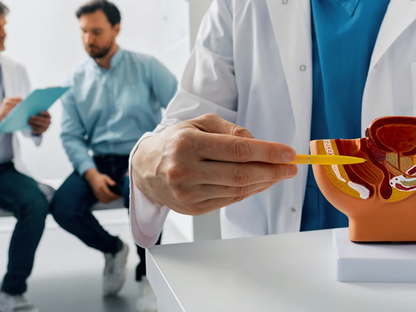 Doctor explains prostate health using anatomical model to male patient in medical office consultation.
