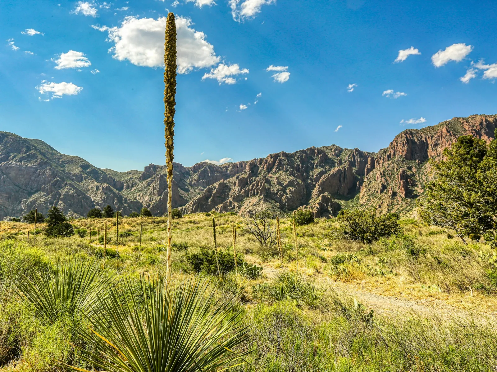 a desert landscape with mountains and trees