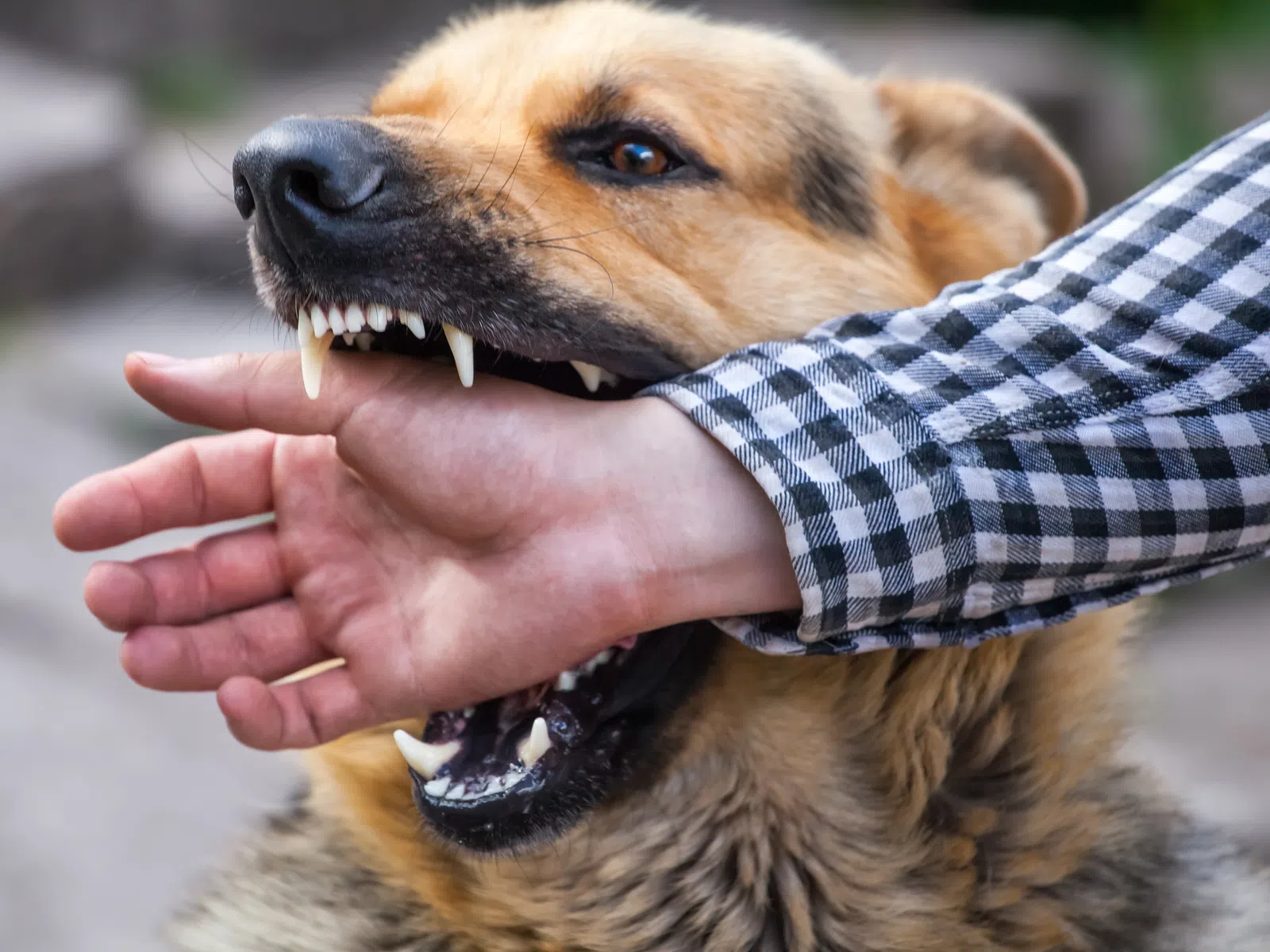 German shepherd dog biting a person's arm wearing a checkered shirt outdoors.