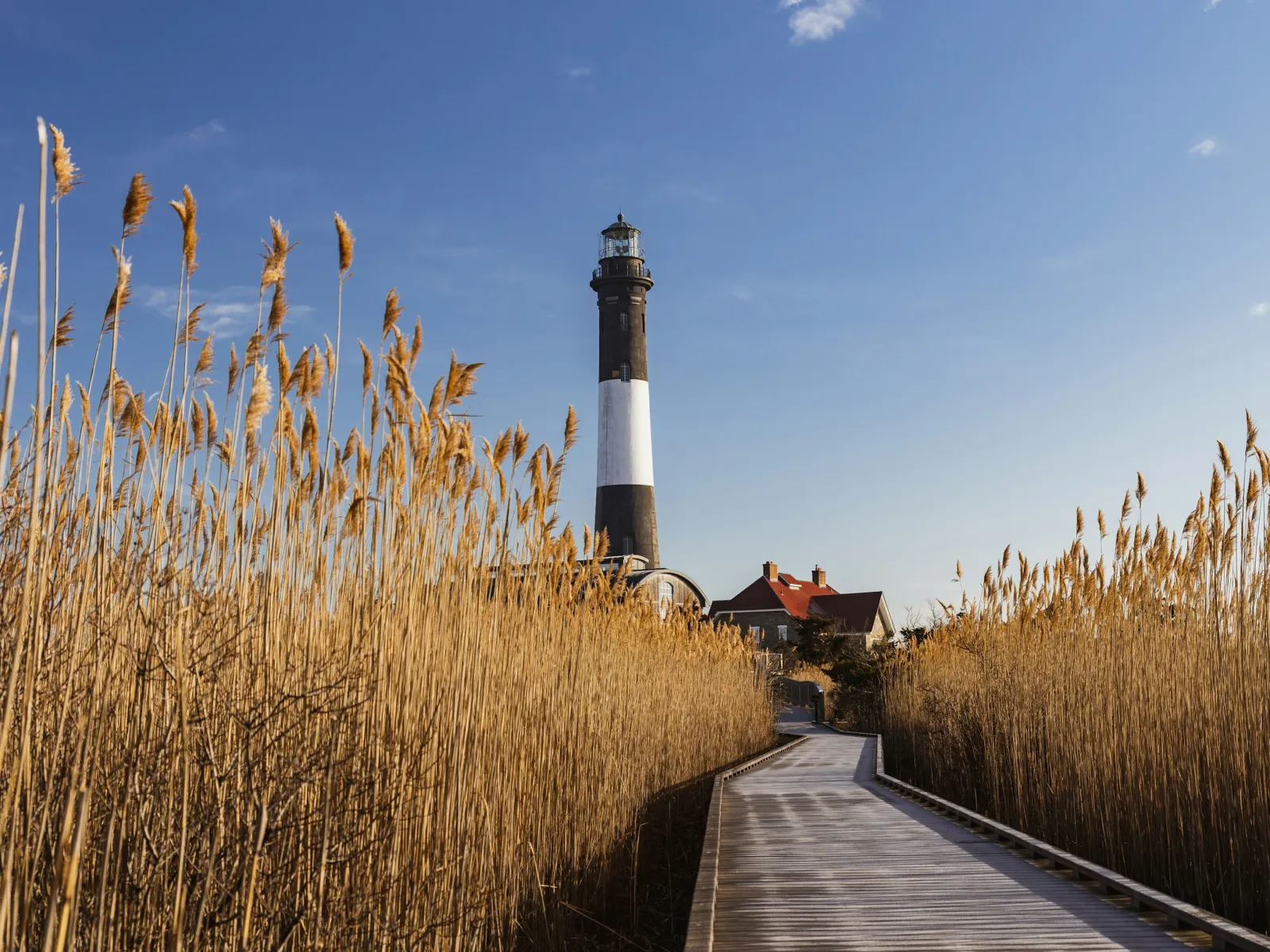 Wooden boardwalk through tall golden reeds leading to a black and white lighthouse under a clear blue sky