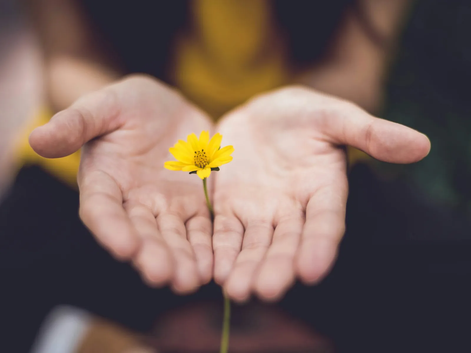 a person holding a yellow flower