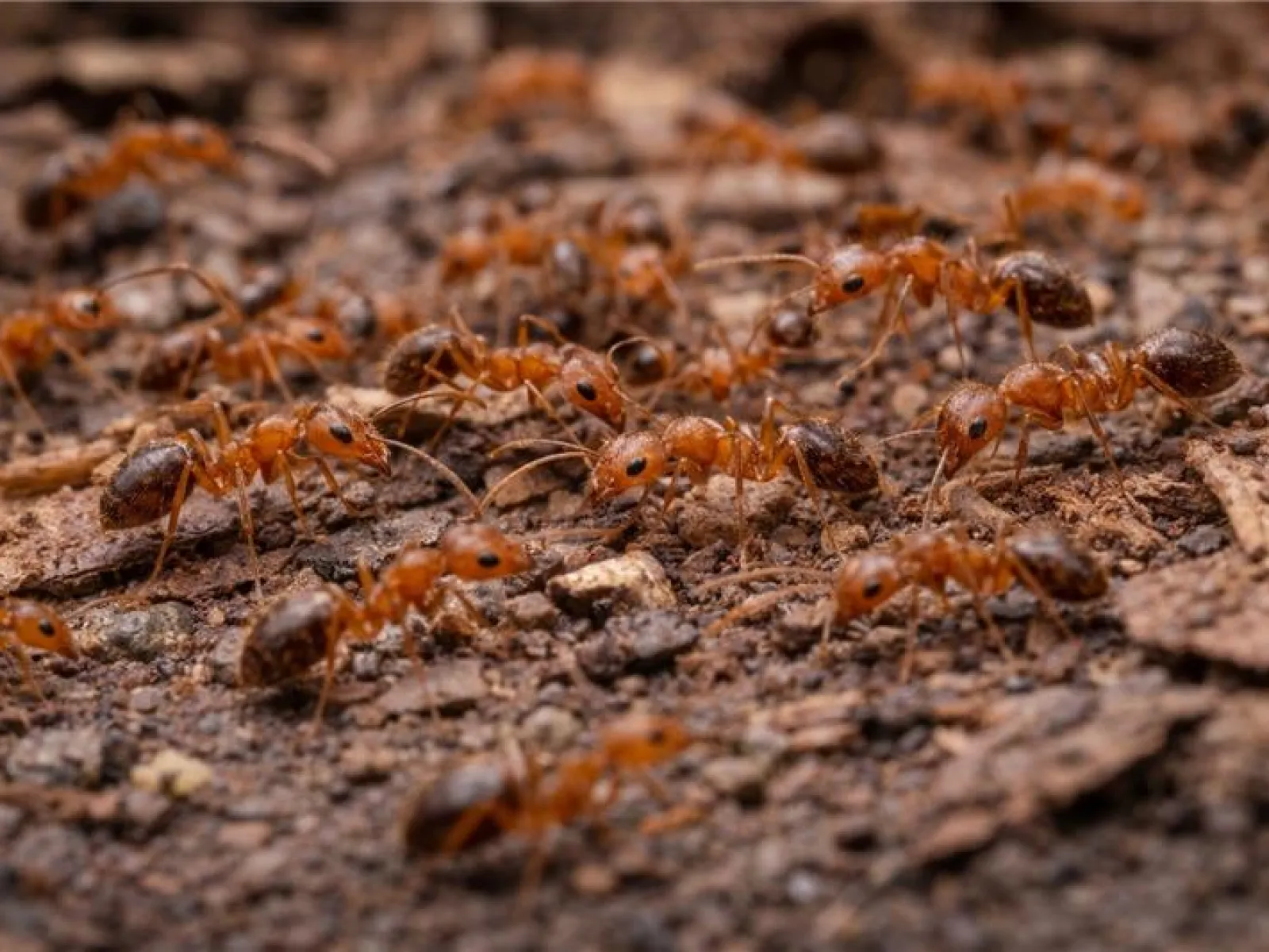 Close-up of red ants crawling on soil and dry leaves in a natural outdoor environment.