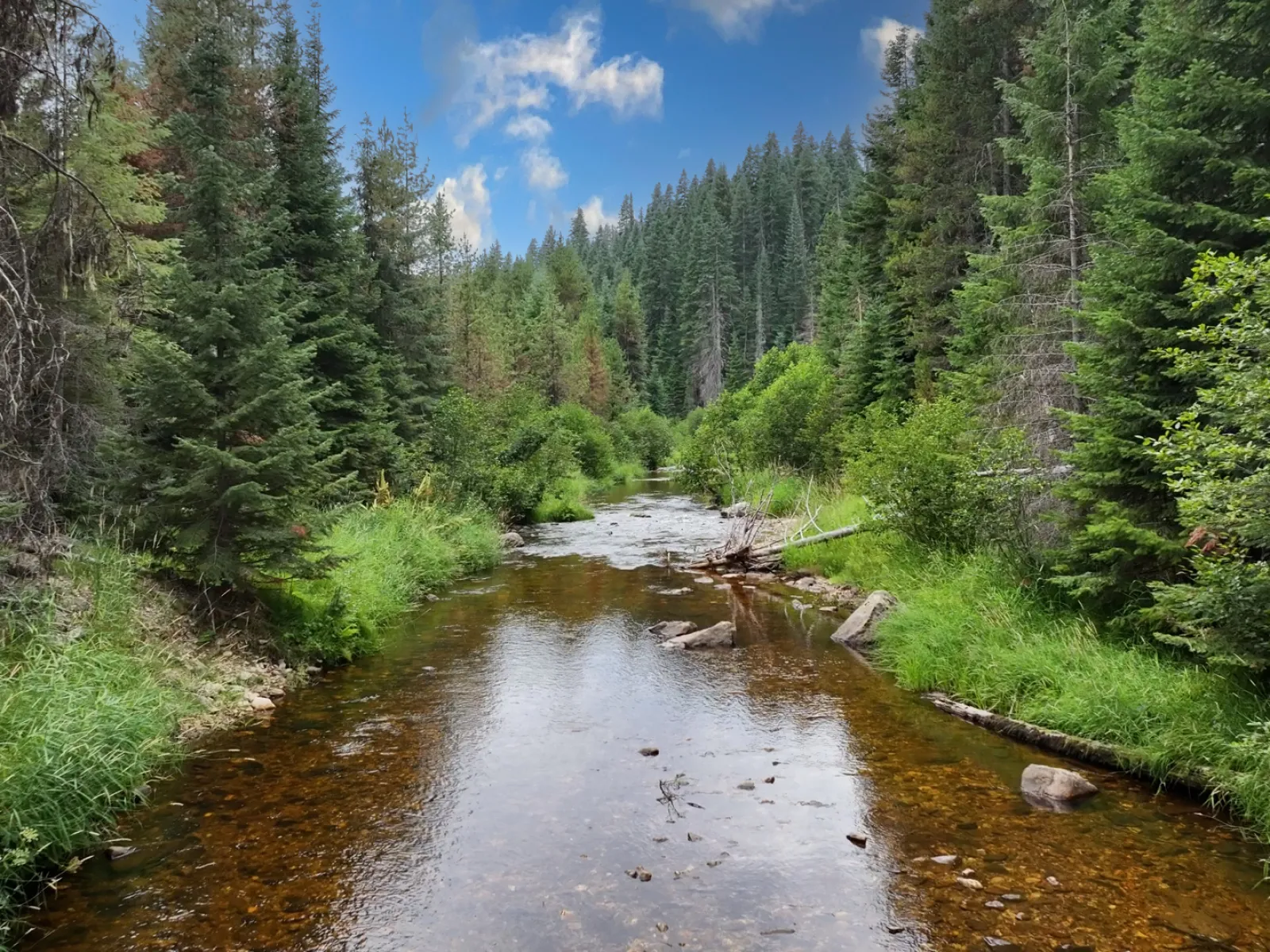 Serene river flowing through a lush green forest with tall trees under a bright blue sky.