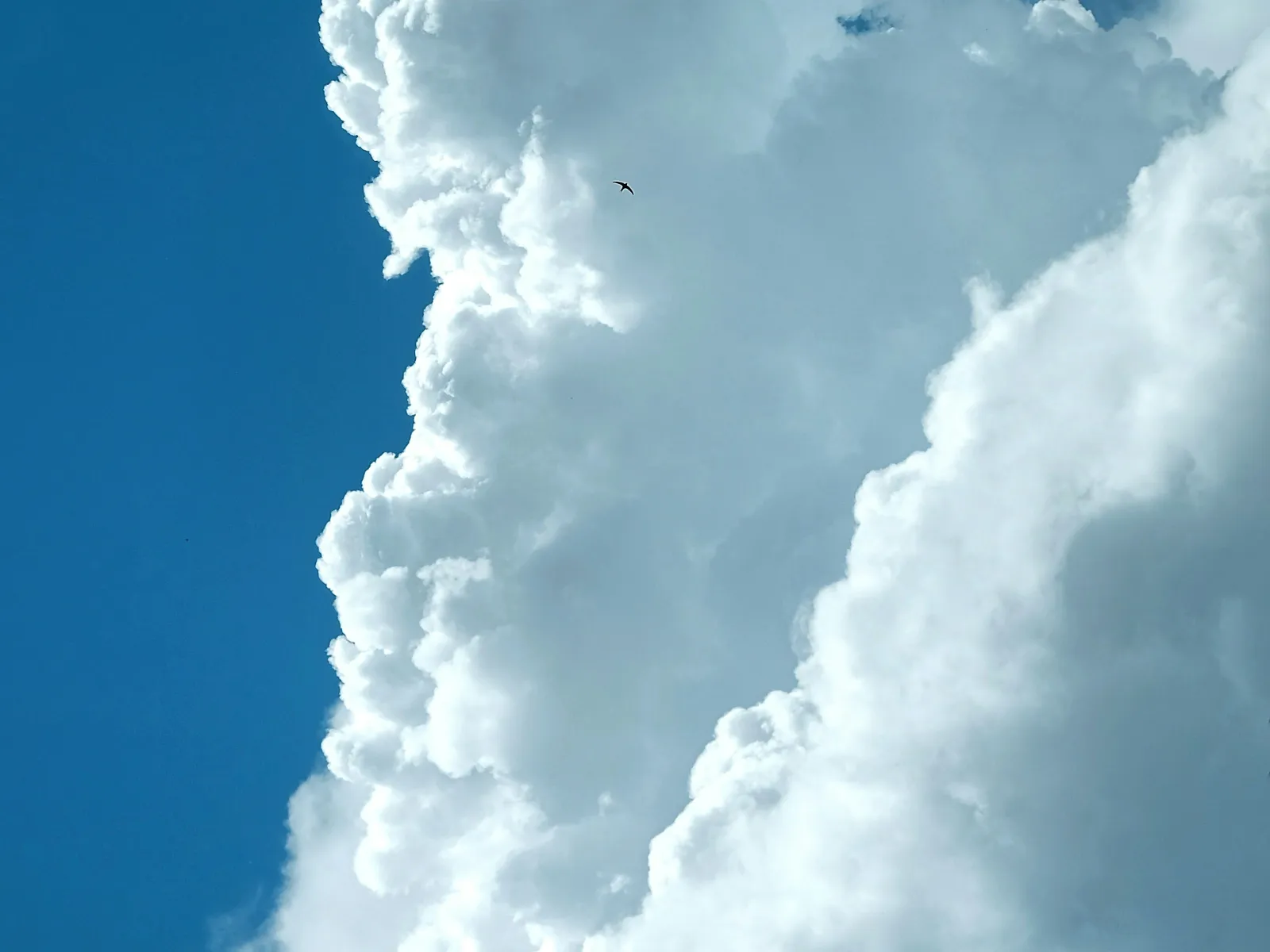 Large dense white clouds against a deep blue sky with a small bird flying near the center of the image